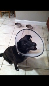 Tara hated that cone, made it hard to catch Frisbees.